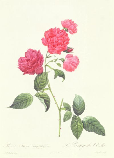 Rosa Indica Caryophyllea de Pierre Joseph Redouté